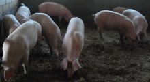 ASF na Suwalszczyźnie, Sejneńszczyźnie, a nawet pod Warszawą. Żal hodowców trzody 