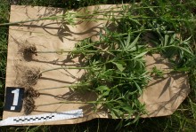 Gmina Suwałki. Konopie uprawiał w lesie [zdjęcia]