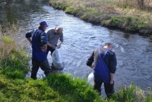 PWiK zarybił Czarną Hańczę. Pstrąg z prądem i pod prąd [zdjęcia]