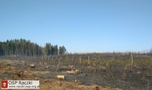 Pożar w Ludwinowie koło Raczek. Spłonęło sześć hektarów młodego lasu