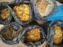 Gmina Bargłów Kościelny. Nielegalny tytoń na jednej z posesji