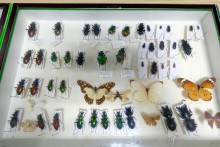 Rosjanin wwoził do Polski spreparowane chrząszcze i motyle. Grozi mu 5 lat więzienia 