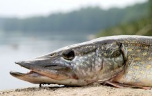 Na ryby na Litwę. Od 1 lutego zabroniony jest połów szczupaków 