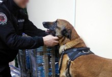 Pies na papierosy. Belgijski owczarek Argo wywąchał przesyłki, które kurierem miały trafić do Anglii