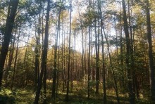 Prognoza na 5 dni. Ciepła wyborcza niedziela, na taką pogodę czekają grzybiarze