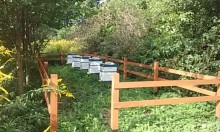 Miodowe ostatki w Pasiece na błoniach