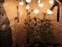 Augustów. Konopie uprawiali w szafie