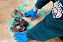 Białorusin próbował przemycić gruczoły skórne bobra [zdjęcia]