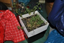 Marihuana w jednym z augustowskich mieszkań