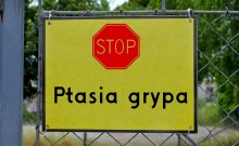 Rolnictwo. Powrót ptasiej grypy i  choroby dzików