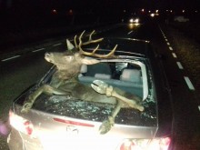 Ku przestrodze. Widoczność bardzo spadła, uważajmy na leśne zwierzęta