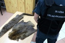 Rosjanin próbował przemycić skóry chronionych zwierząt