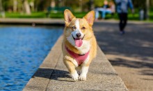 Jak często wyprowadzać psa?