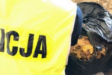 Gmina Szypliszki. Krajanka tytoniowa na jednej z posesji