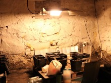 Gmina Kalinowo. Konopie uprawiał w piwnicy [zdjęcia]