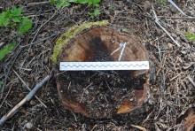 Giby, Sejny. Mężczyzna zatrzymany za kradzież drewna