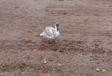 Łabędź na poboczu