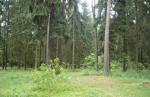 Prywatny las z unijną dotacją. Nawet 14 tysięcy złotych za hektar