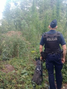 Gmina Bakałarzewo. Prawie 50 krzaków konopi w lesie [zdjęcia]