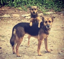 Walczą z bezdomnością zwierząt. Przeraża ogrom kociego i psiego nieszczęścia 