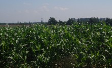 Tauroszyszki, gmina Puńsk. Dzień Kukurydzy z zawodami siłaczy i konkursem na najsmaczniejsze ciasto