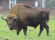 Pamiętajmy o bezpieczeństwie na grzybach i leśnych spacerach. W Białowieży żubr zaatakowął turystę