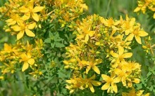 Leczenie i regeneracja serca (możliwe jest także podjecie leczenia i regeneracji innych organów)