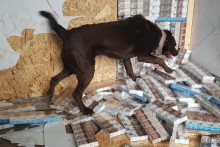 Pies wywąchał przemyt. Papierosy w przerobionej ściance ciężarówki