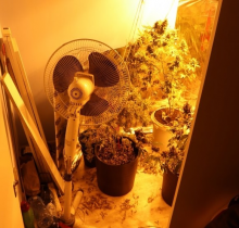 Mieszkaniec powiatu augustowskiego zatrzymany za posiadanie i uprawę konopi [zdjęcia]