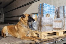 Budzisko, Bobrowniki. Owczarek belgijski wywąchał białoruskie papierosy