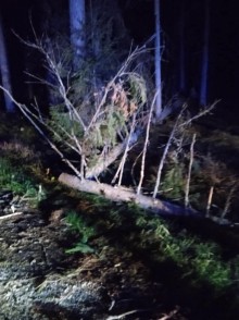 Powalone drzewa i uszkodzone pojazdy. Skutki wichury w województwie podlaskim