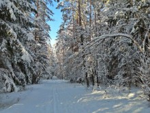 Wigierski Park Narodowy. Uważajmy na okiść, nie rozdeptujmy tras narciarskich
