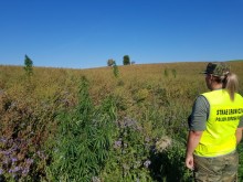 Powiat suwalski. Kto hodował konopie tuż przy granicy?