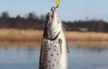 Litwa. Od czwartku, 16 września ograniczenia w łowieniu ryb