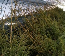 Oddaj krew w środę, 14 grudnia i odbierz choinkę od Lasów Państwowych