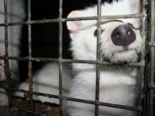 Dzień bez Futra w Suwałkach. Aktywiści pojawią się w centrum miasta