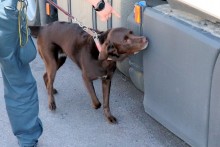 Labradorka Mila nie była miła dla kierowcy z Lubelskiego. Wywąchała przemycone papierosy