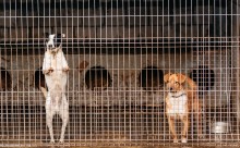 Sejny. Brak chętnych do zajęcia się psami