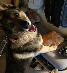 Narkotyki miał w kieszeni spodni. W domu kolejną porcję wywęszył Jankesz