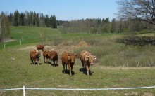 Rolnictwo. Będzie możliwy ubój bydła we własnym gospodarstwie 