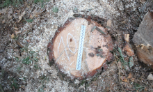 Gmina Krasnopol. 26-latek ukradł  kilkanaście sosen