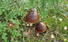 Cała prawda o grzybach. Cenne wartości odżywcze, ale to przysmak nie dla każdego