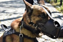 Augustów. Policyjny pies doprowadził do wandala