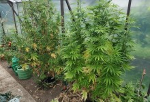 Powiat sejneński. Konopie wśród pomidorów