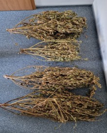 Powiat sejneński. Trzy kilogramy marihuany na jednej z posesji