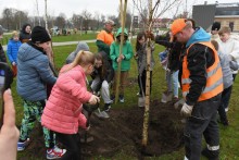 Suwałki. Nowe drzewa na bulwarach nad Czarną Hańczą, w planach zieleńce i parki [zdjęcia]