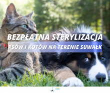Bezpłatna sterylizacja psów i kotów na terenie Suwałk
