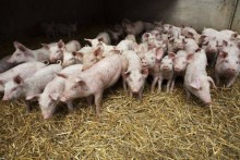 Rolnictwo. Mniej biurokracji w chowie świń w celu produkcji mięsa na własny użytek