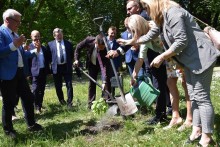 Suwałki. Radni posadzili Dąbek Wolności II [zdjęcia]