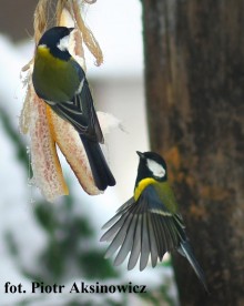 Zimowy krajobraz Gminy Szypliszki. Lista zwycięzców konkursu Urzędu Gminy